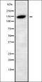 SH3 Domain And Tetratricopeptide Repeats 2 antibody, orb338699, Biorbyt, Western Blot image 