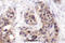 G3BP Stress Granule Assembly Factor 1 antibody, A02199-1, Boster Biological Technology, Immunohistochemistry frozen image 