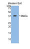 Cystatin A antibody, LS-C302524, Lifespan Biosciences, Western Blot image 