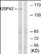Ubiquitin Specific Peptidase 42 antibody, orb178975, Biorbyt, Western Blot image 