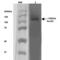 SUR2A antibody, 11570, QED Bioscience, Western Blot image 