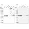 Annexin A2 antibody, NBP2-62638, Novus Biologicals, Western Blot image 