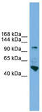 Protocadherin 18 antibody, TA331079, Origene, Western Blot image 
