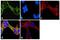 Tubulin Alpha 8 antibody, PA5-29135, Invitrogen Antibodies, Immunofluorescence image 