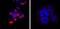 p21 antibody, AF1047, R&D Systems, Immunofluorescence image 