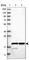 Ribosomal Protein L26 Like 1 antibody, HPA030449, Atlas Antibodies, Western Blot image 
