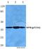 Nucleophosmin 1 antibody, A00450T234, Boster Biological Technology, Western Blot image 