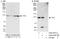 TELO2 Interacting Protein 1 antibody, A303-451A, Bethyl Labs, Western Blot image 