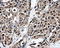 Proteasome 26S Subunit, ATPase 3 antibody, LS-C114984, Lifespan Biosciences, Immunohistochemistry paraffin image 