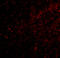 DLG Associated Protein 3 antibody, A14041, Boster Biological Technology, Immunofluorescence image 