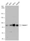 Calpain 1 antibody, GTX102340, GeneTex, Western Blot image 