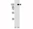 Fibroblast Growth Factor Receptor 1 antibody, F50612-0.4ML, NSJ Bioreagents, Western Blot image 