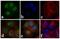 SMAD2 antibody, 701582, Invitrogen Antibodies, Immunofluorescence image 