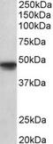 POU Class 3 Homeobox 1 antibody, TA309528, Origene, Western Blot image 