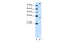Granzyme K antibody, 30-051, ProSci, Enzyme Linked Immunosorbent Assay image 
