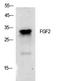 Fibroblast Growth Factor 2 antibody, STJ97244, St John