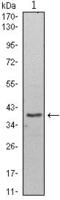 WD Repeat Domain 5 antibody, GTX82808, GeneTex, Western Blot image 