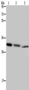 Cyclin Dependent Kinase 5 antibody, CSB-PA280305, Cusabio, Western Blot image 