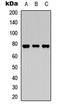 Mitogen-Activated Protein Kinase Kinase Kinase 7 antibody, LS-C368620, Lifespan Biosciences, Western Blot image 