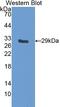 Insulin Like Growth Factor Binding Protein 5 antibody, LS-C303290, Lifespan Biosciences, Western Blot image 