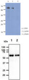 PARP2 antibody, MBS200256, MyBioSource, Western Blot image 