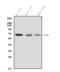 Glycoprotein Nmb antibody, A02439-1, Boster Biological Technology, Western Blot image 