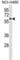 Interleukin 1 Receptor Associated Kinase 4 antibody, abx027074, Abbexa, Western Blot image 