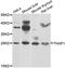 THAP domain-containing protein 1 antibody, orb248003, Biorbyt, Western Blot image 