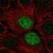 Leucine Zipper Like Transcription Regulator 1 antibody, NBP2-49649, Novus Biologicals, Immunocytochemistry image 