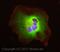 Kinase Insert Domain Receptor antibody, ab39256, Abcam, Immunocytochemistry image 