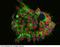 Spalt Like Transcription Factor 4 antibody, 100506-T02, Sino Biological, Immunohistochemistry frozen image 