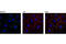 Myosin Heavy Chain 10 antibody, 3404S, Cell Signaling Technology, Immunofluorescence image 