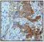 Catenin Alpha 1 antibody, ab51032, Abcam, Immunohistochemistry paraffin image 