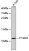 Cytochrome C Oxidase Subunit 6B2 antibody, 18-775, ProSci, Western Blot image 