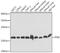 Peptidylprolyl Isomerase B antibody, GTX64495, GeneTex, Western Blot image 