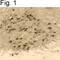 Pseudorabies Virus antibody, PA1-081, Invitrogen Antibodies, Immunohistochemistry frozen image 