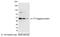 T7 epitope tag antibody, 18862P, QED Bioscience, Western Blot image 