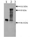 Plasminogen Activator, Urokinase antibody, GTX79572, GeneTex, Western Blot image 