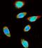 Small Ubiquitin Like Modifier 1 antibody, LS-C161612, Lifespan Biosciences, Immunofluorescence image 
