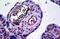 Endothelium antibody, MBS245916, MyBioSource, Immunohistochemistry frozen image 