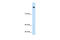 Sterol Regulatory Element Binding Transcription Factor 1 antibody, 31-084, ProSci, Immunohistochemistry paraffin image 