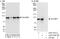 Tax1 Binding Protein 1 antibody, A303-792A, Bethyl Labs, Western Blot image 