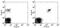 TNF Receptor Superfamily Member 13C antibody, 12-9117-41, Invitrogen Antibodies, Flow Cytometry image 