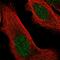 Zinc Finger And BTB Domain Containing 46 antibody, HPA013997, Atlas Antibodies, Immunofluorescence image 