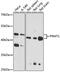 Protein Arginine Methyltransferase 1 antibody, 13-714, ProSci, Western Blot image 