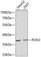 Paraoxonase 2 antibody, GTX55753, GeneTex, Western Blot image 