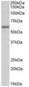 Glycine Receptor Alpha 1 antibody, AP32151PU-N, Origene, Western Blot image 