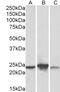 Chromosome 12 Open Reading Frame 29 antibody, 43-045, ProSci, Enzyme Linked Immunosorbent Assay image 