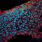 Cadherin 1 antibody, AF648, R&D Systems, Immunofluorescence image 