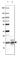 Myelin Basic Protein antibody, AMAb91063, Atlas Antibodies, Western Blot image 